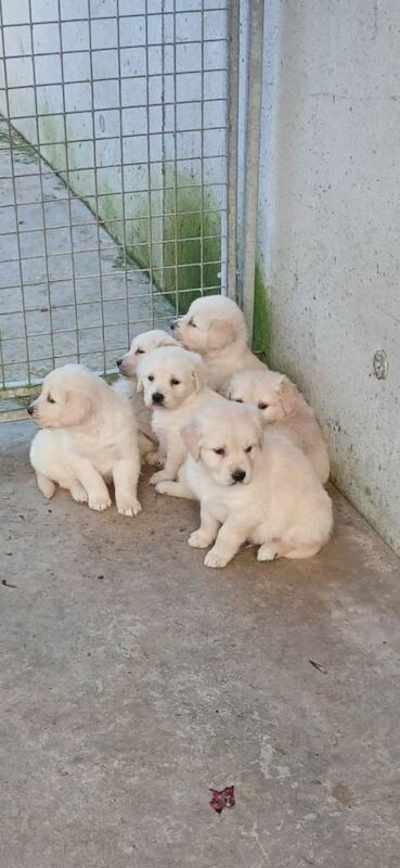 Golden Retriever puppies for sale in Newtownhamilton, County Armagh – 4 months old - Image 3 of 5