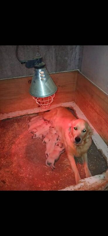 Golden Retriever puppies for sale in Newtownhamilton, County Armagh – 4 months old - Image 4 of 5