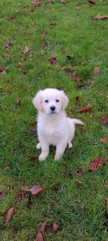 Golden Retriever puppies for sale in Newtownhamilton, County Armagh – 4 months old - Image 5 of 5