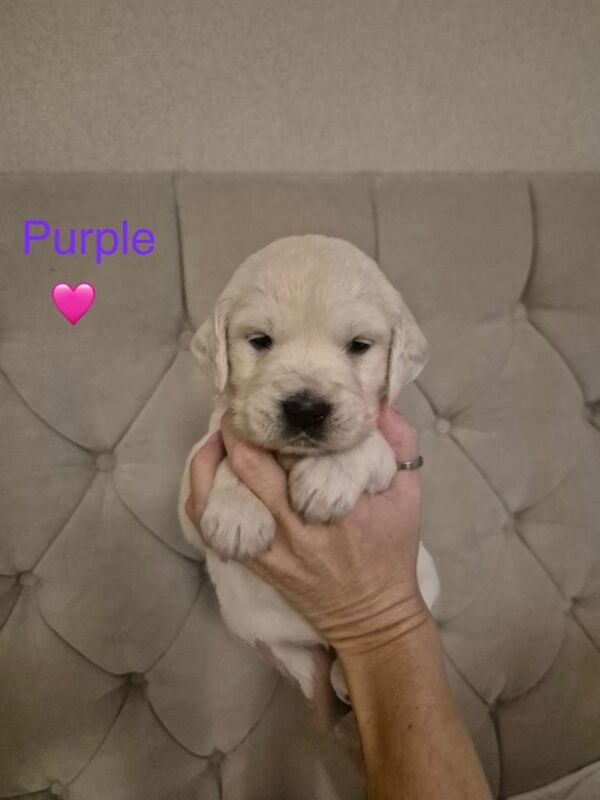 Golden Retriever puppies for sale in Larne, County Antrim – KC registered, 3 months old - Image 2 of 5