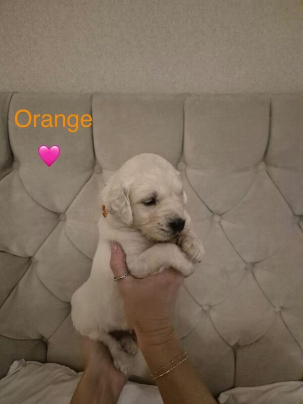 Golden Retriever puppies for sale in Larne, County Antrim – KC registered, 3 months old - Image 3 of 5