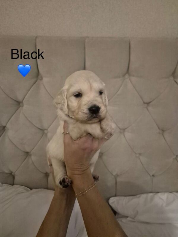 Golden Retriever puppies for sale in Larne, County Antrim – KC registered, 3 months old - Image 4 of 5