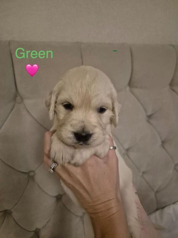 Golden Retriever puppies for sale in Larne, County Antrim – KC registered, 3 months old - Image 5 of 5