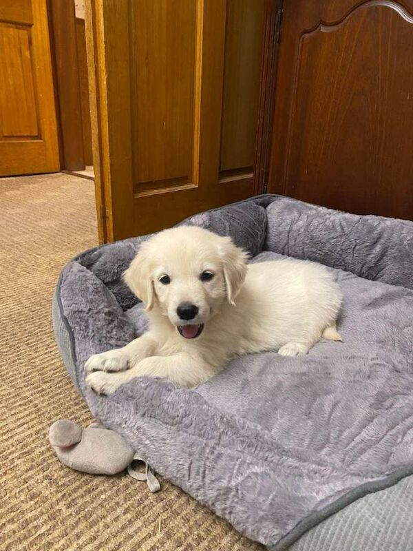 Golden Retriever Puppies For Sale