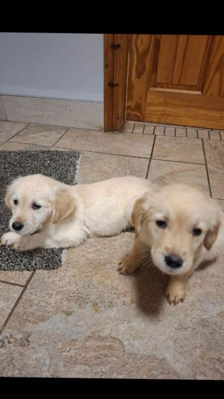Golden Retriever puppies for sale in Dungannon, County Tyrone – 10 weeks old