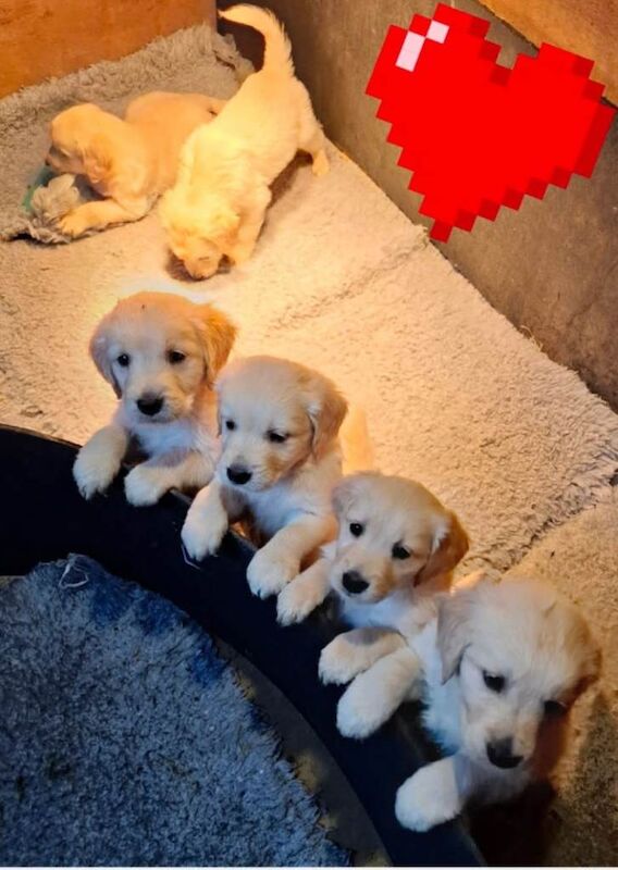 Golden retriever puppies - Image 3 of 3