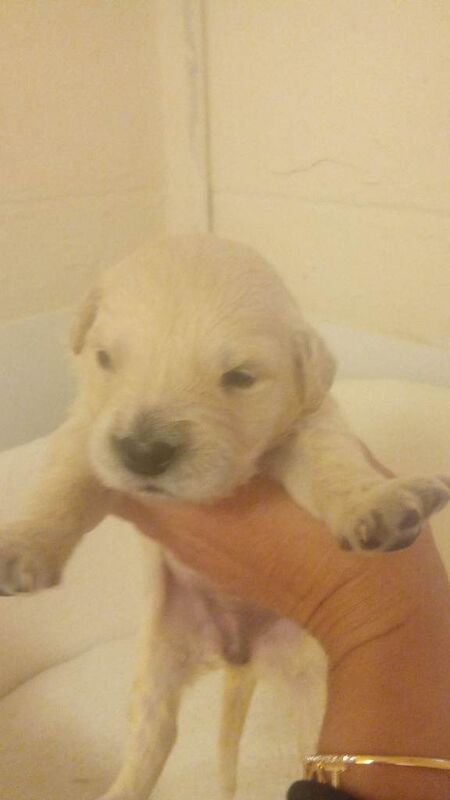 Golden Retriever puppies for sale in Tamworth, Staffordshire – KC registered, 4 weeks old - Image 2 of 3