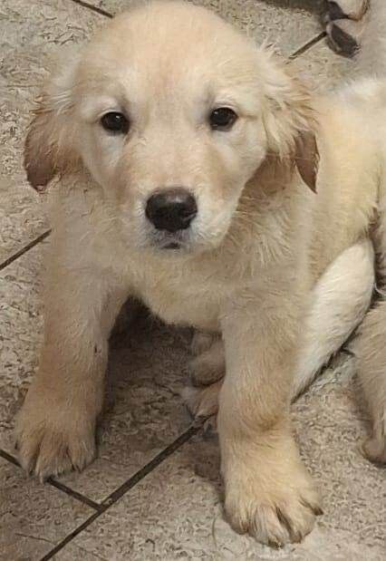 Golden Retriever puppies for sale in Cookstown, County Tyrone – KC registered, 11 weeks old