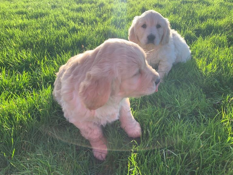 Golden Retriever puppies for sale in Newry, County Armagh – 12 weeks old - Image 2 of 3