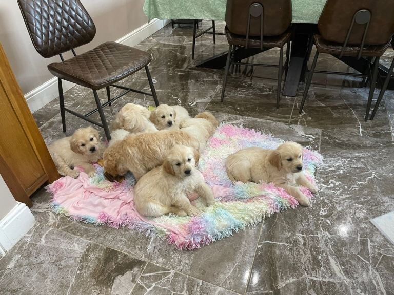 Health Tested Golden Retriever Puppies For Sale