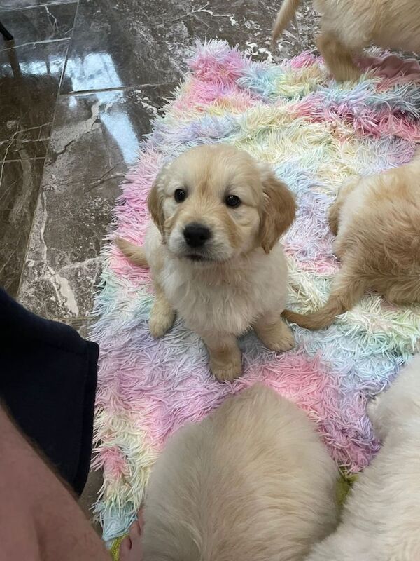 Golden Retriever puppies for sale in Ammanford / Rhydaman, Dyfed – KC registered, 8 weeks old - Image 2 of 3