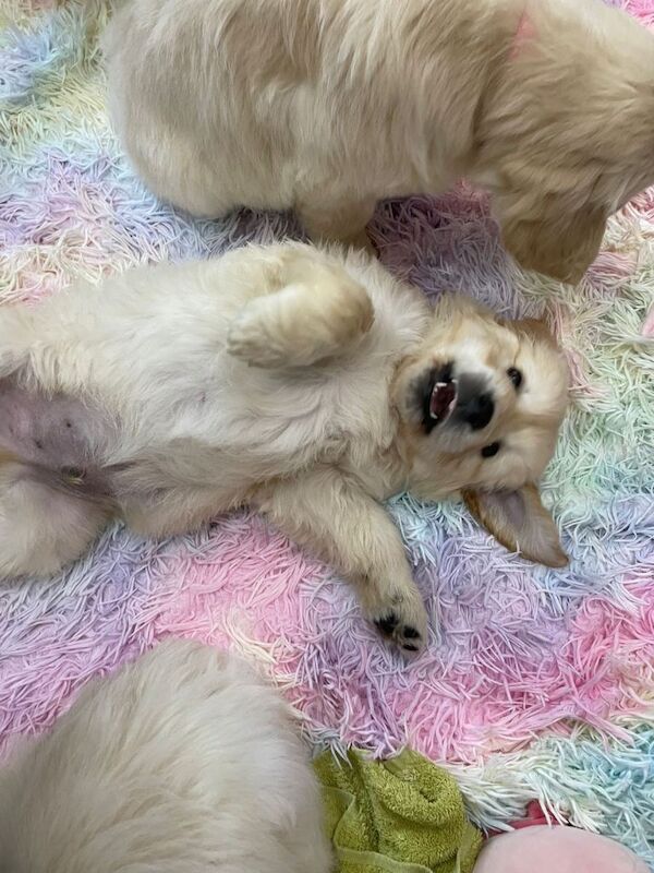 Golden Retriever puppies for sale in Ammanford / Rhydaman, Dyfed – KC registered, 8 weeks old - Image 3 of 3