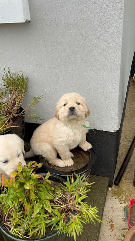 Golden Retriever puppies for sale in Newtownstewart, County Tyrone – 6 weeks old