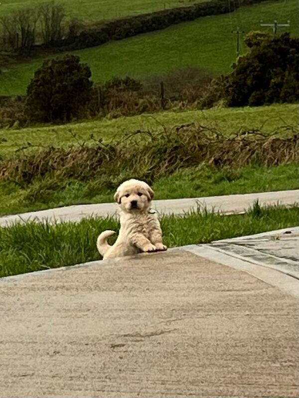 Golden Retriever puppies for sale in Newtownstewart, County Tyrone – 6 weeks old - Image 2 of 3
