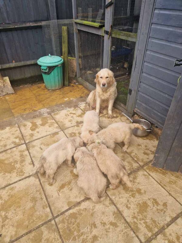 Golden Retriever puppies for sale in Yateley, Hampshire – 7 weeks old
