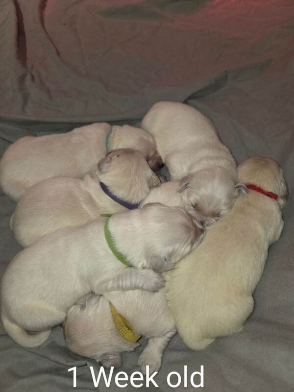 Golden retriever puppies - Image 2 of 5