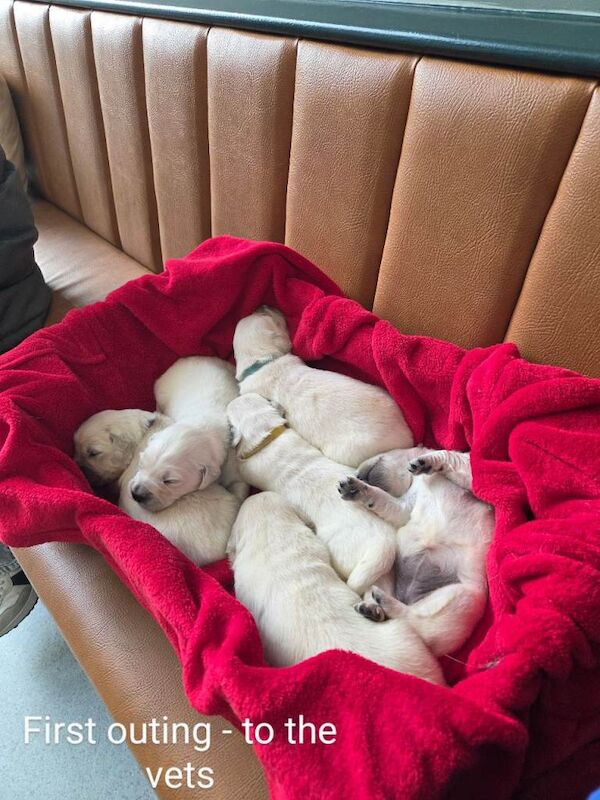 Golden retriever puppies - Image 3 of 5