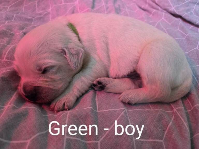 Golden retriever puppies - Image 4 of 5