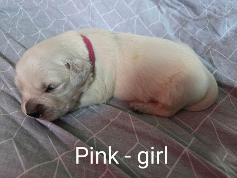 Golden retriever puppies - Image 5 of 5