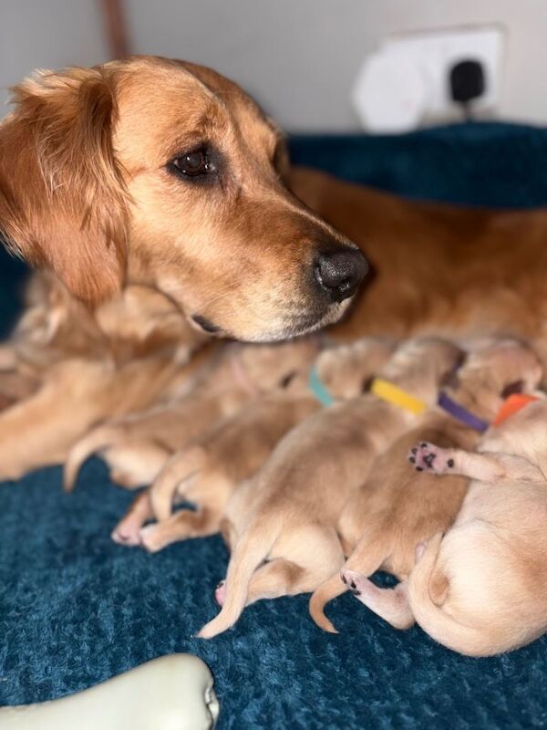 Kennel Club Registered Golden Retriever Puppies For Sale