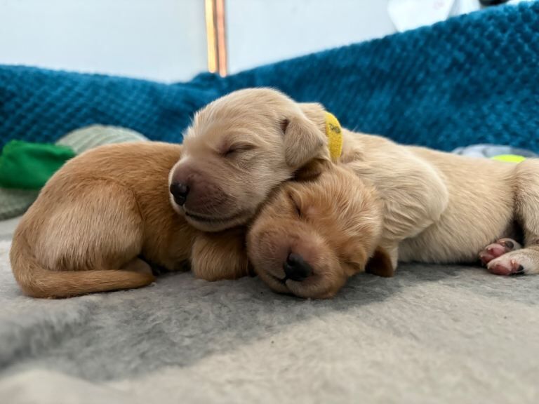 Golden retriever puppies - Image 2 of 4
