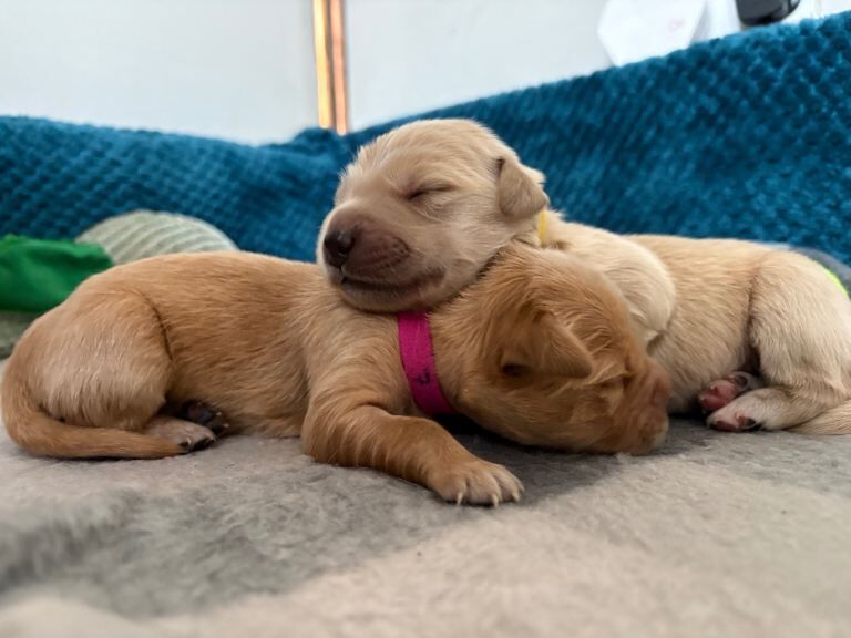Golden retriever puppies - Image 3 of 4