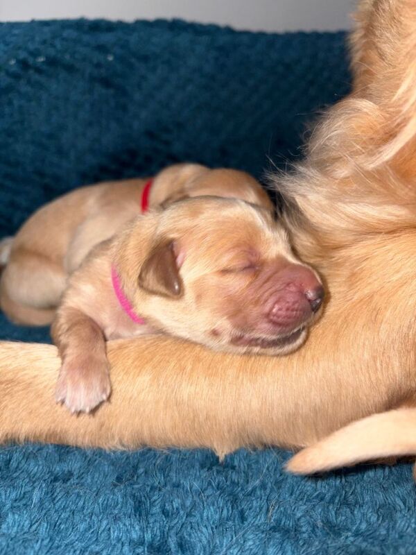 Golden retriever puppies - Image 4 of 4
