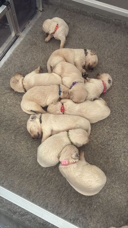 Golden retriever puppies