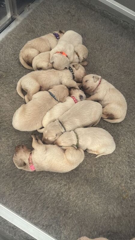 Golden retriever puppies - Image 2 of 4