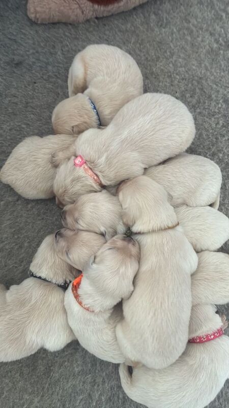 Golden retriever puppies - Image 3 of 4