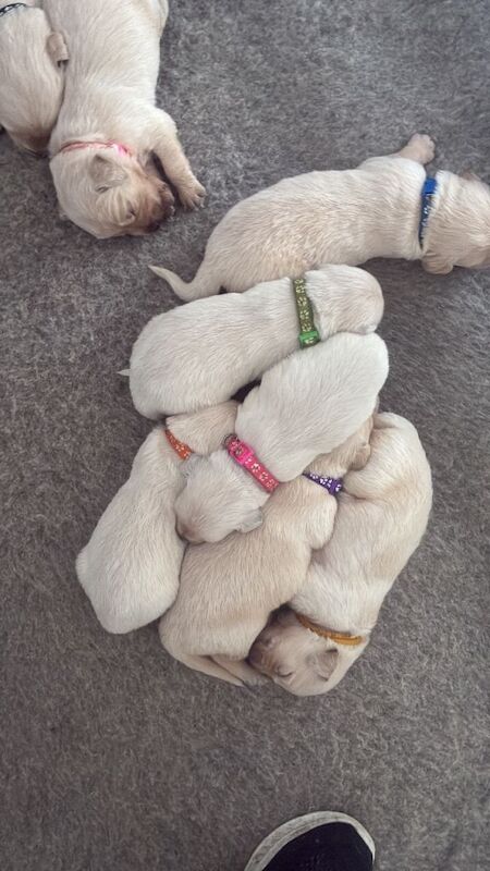 Golden retriever puppies - Image 4 of 4