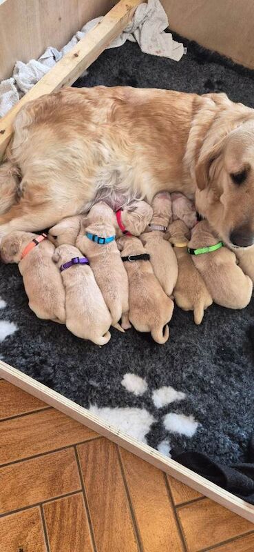 Golden retriever puppies