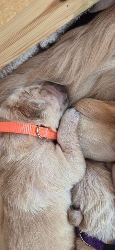 Golden retriever puppies - Image 2 of 4