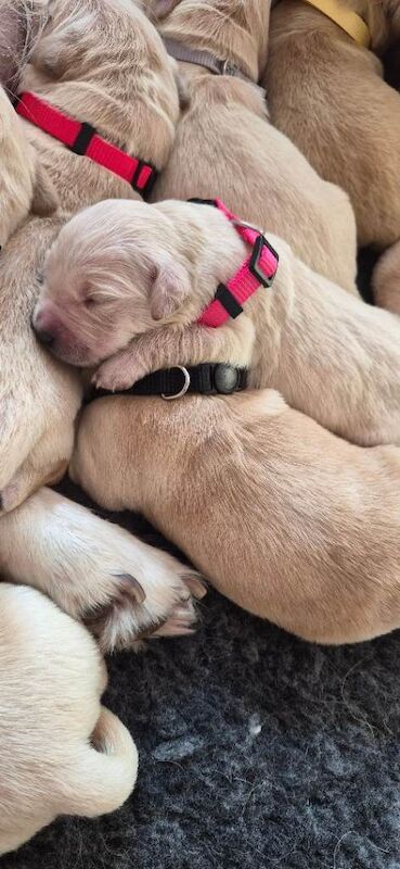 Golden retriever puppies - Image 3 of 4