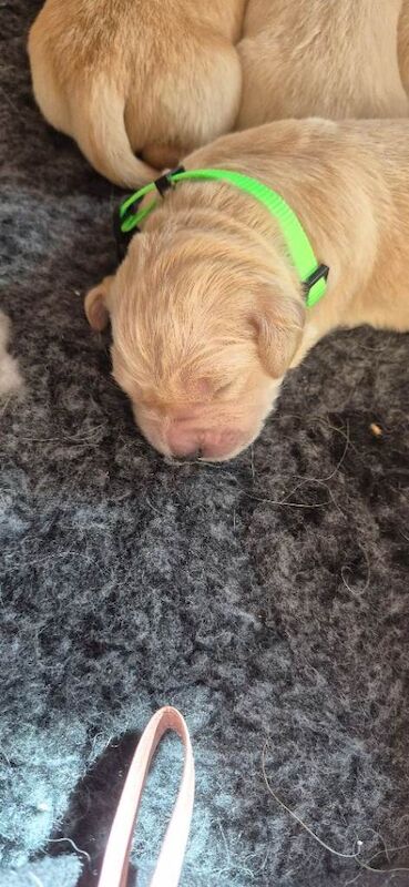 Golden retriever puppies - Image 4 of 4