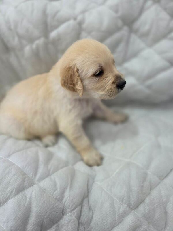 Golden Retriever Puppies For Sale