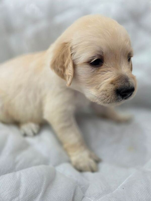 Golden retriever puppies - Image 2 of 5