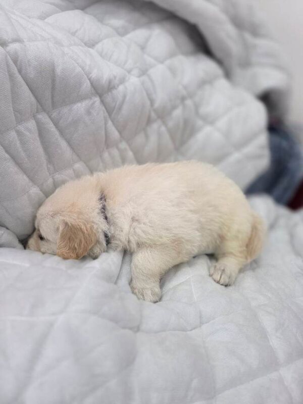 Golden retriever puppies - Image 3 of 5