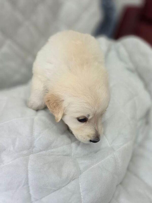 Golden retriever puppies - Image 4 of 5
