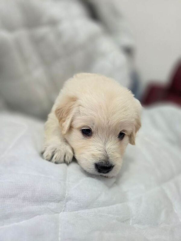 Golden retriever puppies - Image 5 of 5