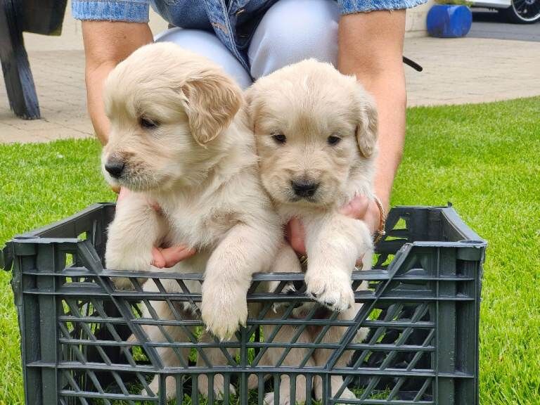 Golden Retriever Puppies - Image 2 of 5