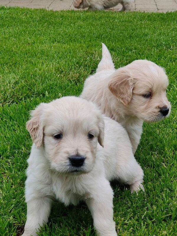Golden Retriever Puppies - Image 3 of 5