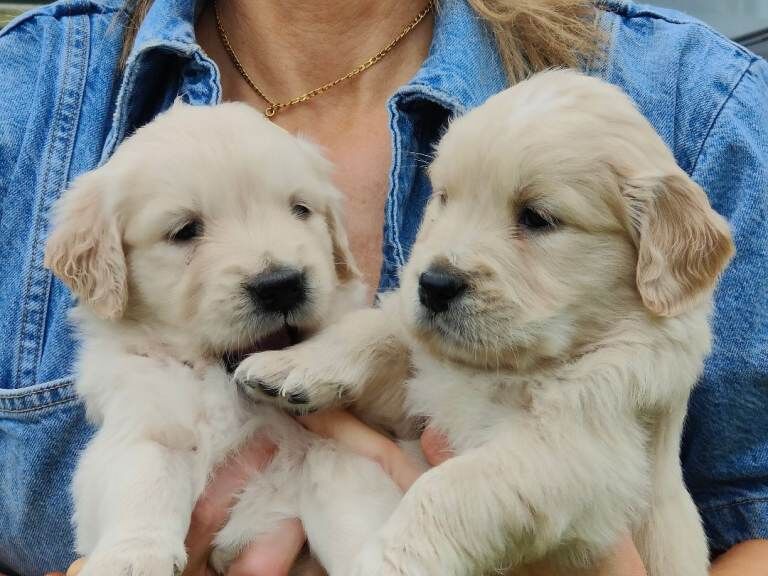Golden Retriever Puppies - Image 4 of 5