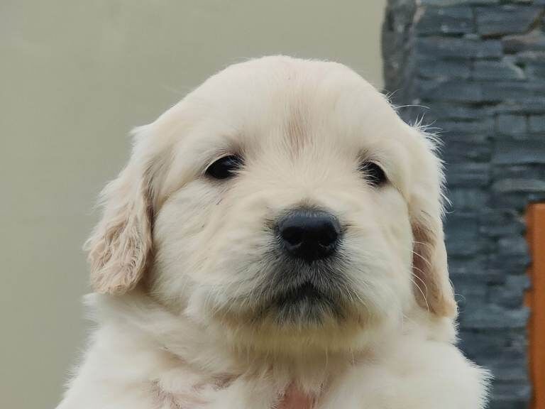 Golden Retriever Puppies - Image 5 of 5