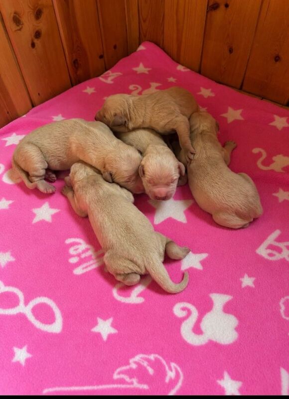 Golden retriever puppies