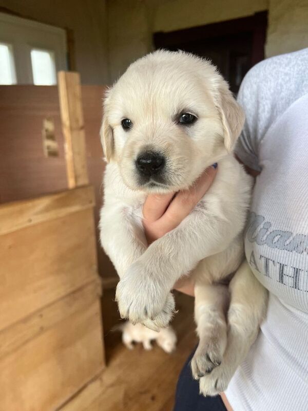 Golden retriever puppies - Image 2 of 6