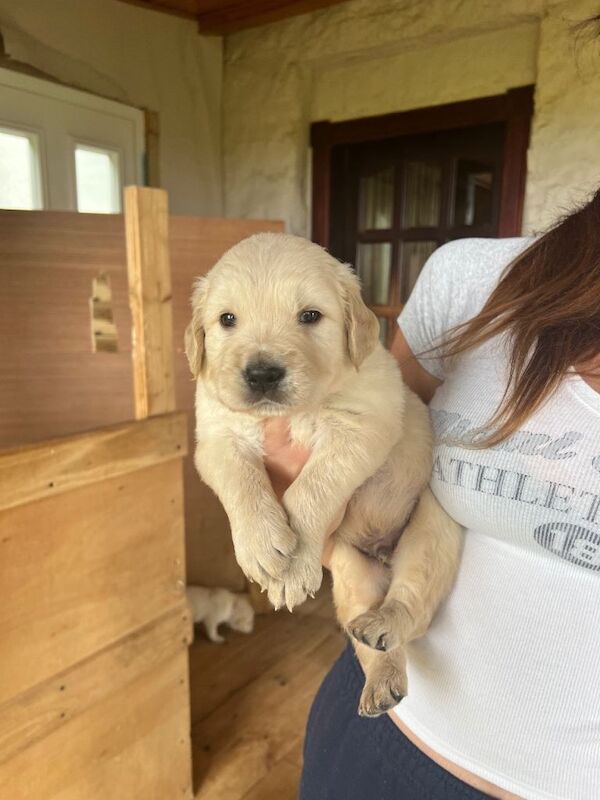 Golden retriever puppies - Image 3 of 6