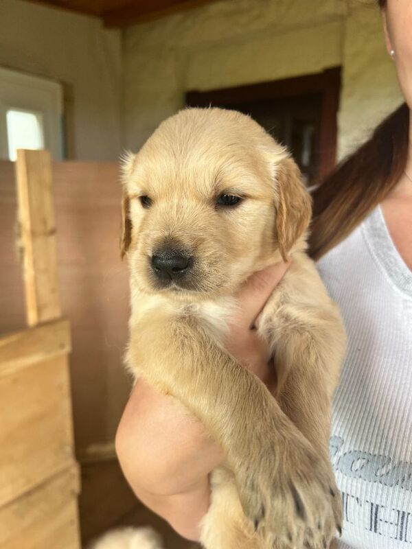 Golden retriever puppies - Image 4 of 6