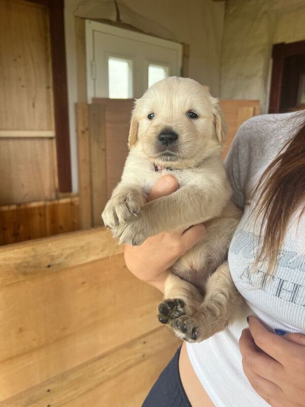 Golden retriever puppies - Image 5 of 6