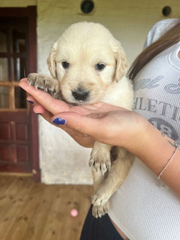 Golden retriever puppies - Image 6 of 6